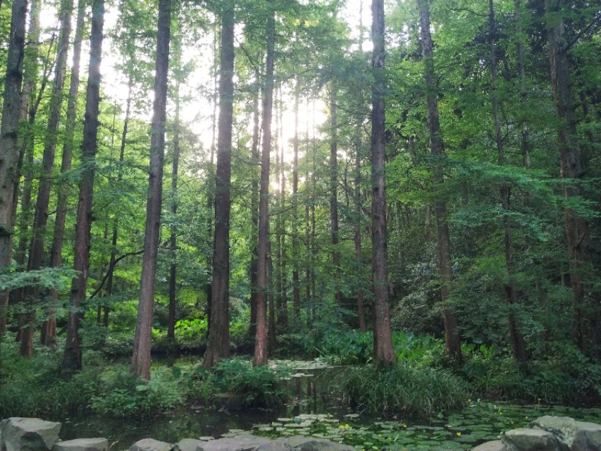 杭州西湖茶山游玩攻略,杭州西湖边游玩