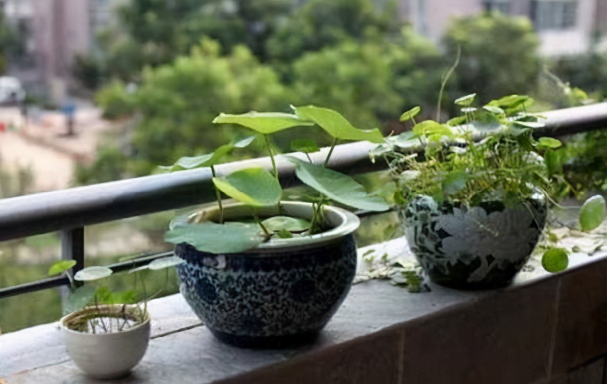 碗莲叶子发黄要不要施肥,请问碗莲叶子发黄是什么原因