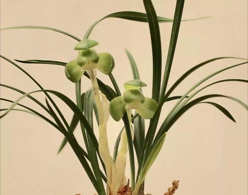 养兰花湿度和温度产生矛盾怎么办,小妙招解决兰花浇水大难题