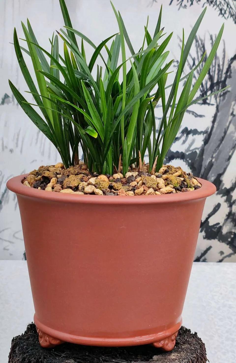 兰花上盆后怎样判断它服盆成活了,秋季兰花上盆方法