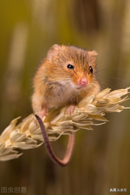 家里有老鼠怎么办用一个灭鼠贴,老鼠不怕粘鼠板和毒药怎么办
