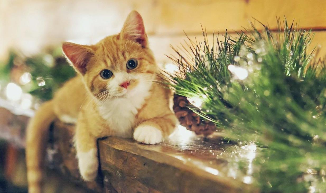 养猫的铲屎官一定要注意除癣,准备养猫的人看的视频