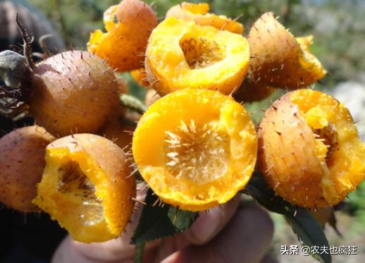 梨的种植与价值,梨的亩产及收益