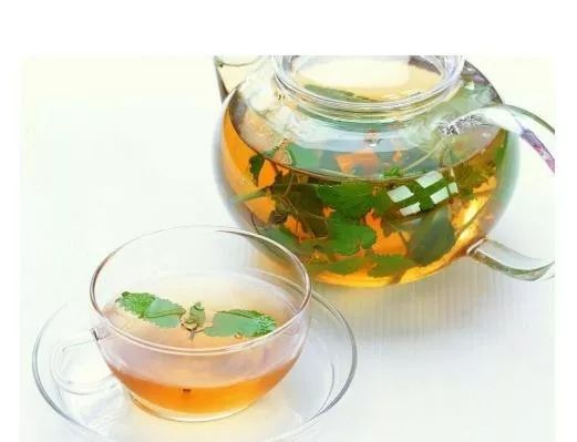 薄荷种植的详细步骤图片,薄荷植物能在家种植吗