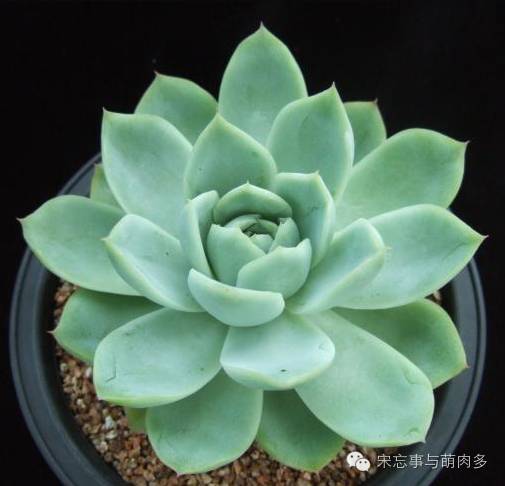 多肉月影系有哪些品种,月影系多肉品种大全