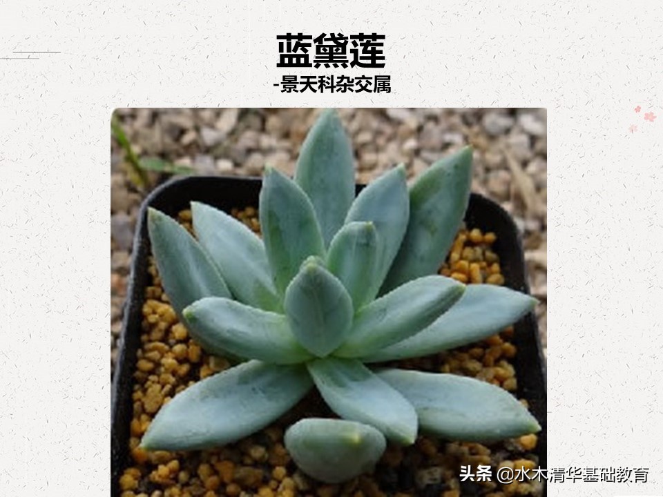 梦幻女王多肉植物百科图谱,原产地多肉植物图谱pdf
