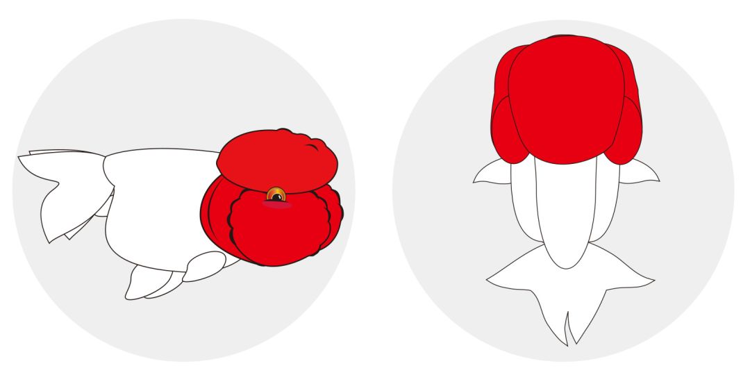 梦里金鱼知多少|〇二狮头Oranda分组(大赛报名开启)