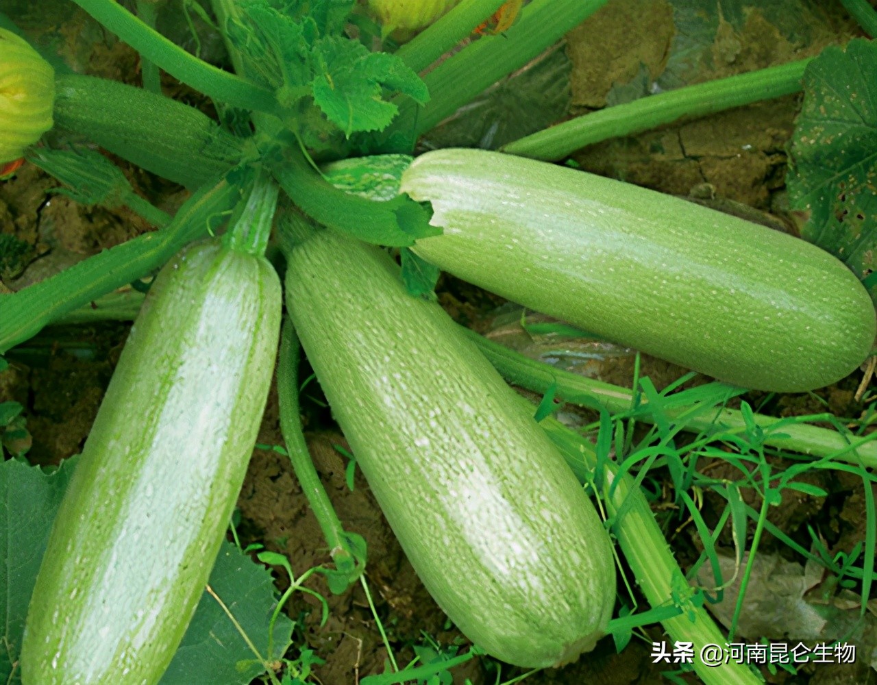 西葫芦烂根用什么药最好,西葫芦烂根特效药