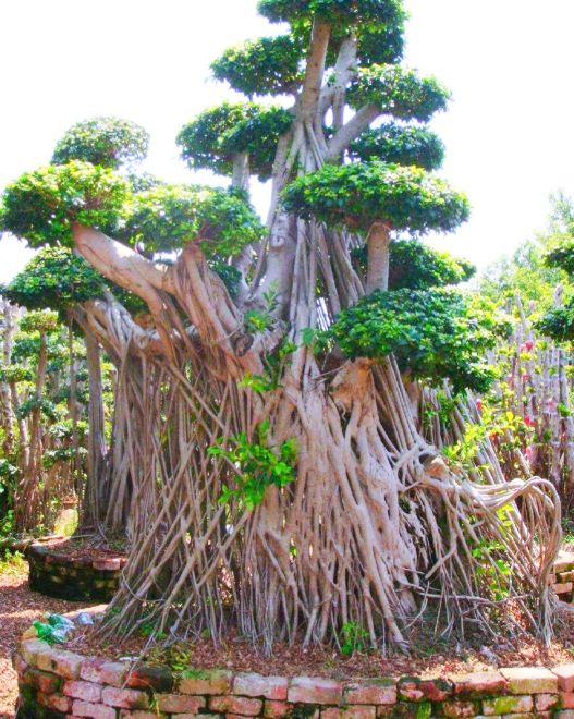 小根榕树盆景制作,榕树怎么盘根好看