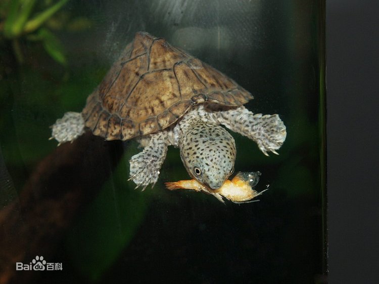 宠物龟忍者怎样饲养,东北饲养宠物龟品种