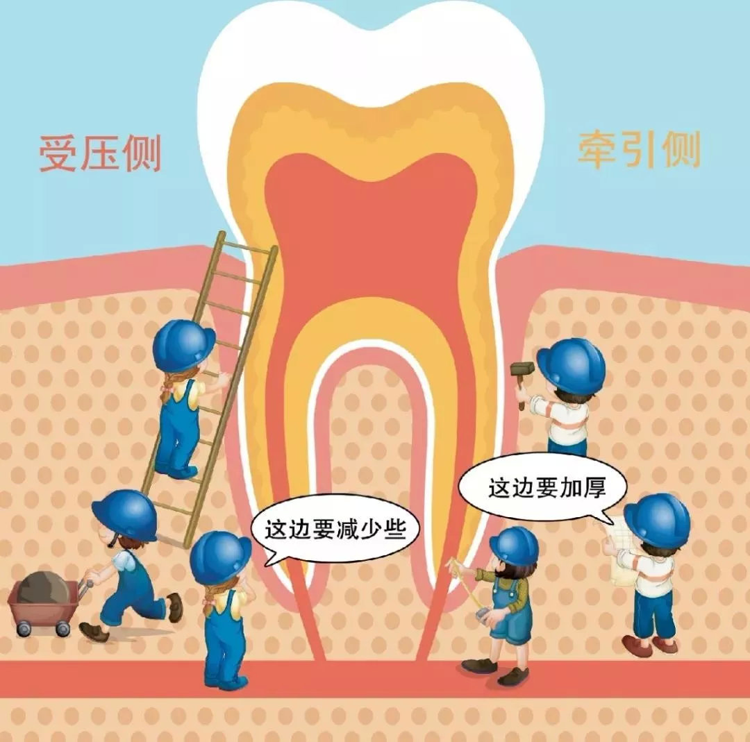 牙齿矫正暴利吗,成年人牙齿矫正为啥这么贵