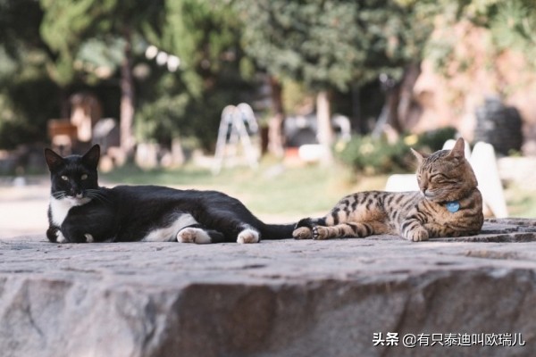 日式猫咪咖啡馆,日本东京猫咪咖啡厅