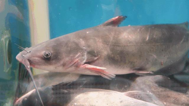 石锅鱼味美汤鲜,云南草帽蒸汽石锅鱼做法