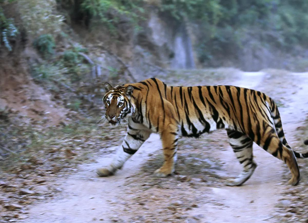 东北路上遇到老虎怎么办,女子下班途中路遇东北虎