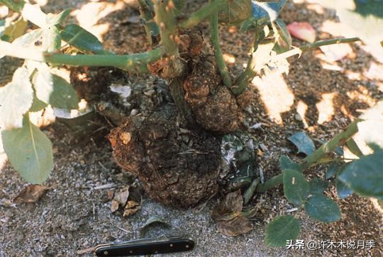 嫁接爬藤月季跟扦插的怎么区分 (蔷薇嫁接月季再扦插能不能生根)