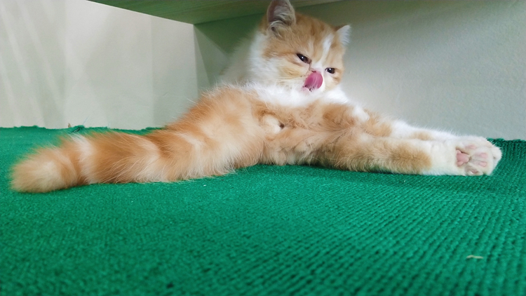 猫咪生病去哪里看,猫咪生病时看什么视频