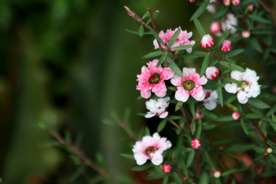 梅花有精油吗,梅花的神奇功效