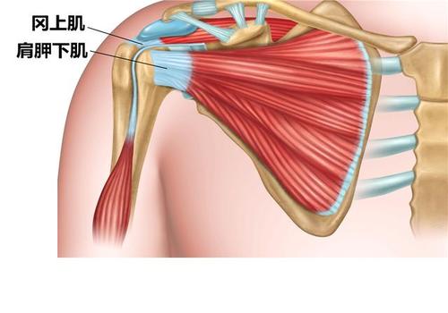 瑜伽下犬式解剖要点,初学者瑜伽下犬式能坚持多久