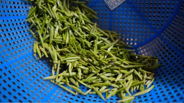 碧螺春茶叶知识,碧螺春茶知识介绍