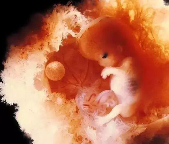 探索生命奥秘是为了什么,探索生命之谜