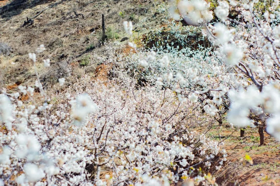 足不出户欣赏美丽的云南风景,攀枝花3月赏花景点
