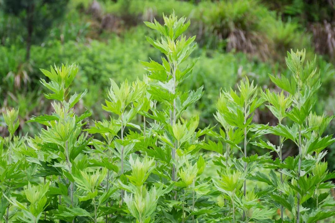 蕲艾泡脚祛湿是中午最好吗,蕲艾益母草泡脚各用多少克