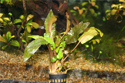 懒人水草怎么处理放入鱼缸,水草收到后怎么处理