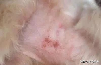 猫狗传染病如何预防治疗 (猫狗共同传染病有哪些)