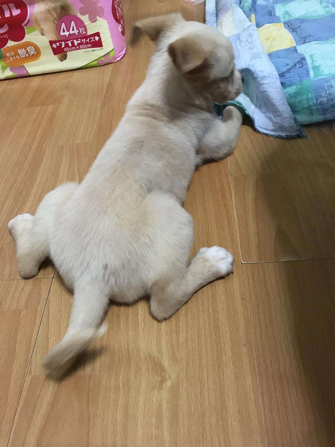 什么样的狗狗来报恩的,狗狗这些行为原来是在向你报恩