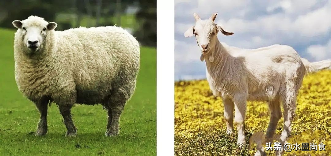 区别山羊和绵羊,山羊和绵羊羊肉的区别