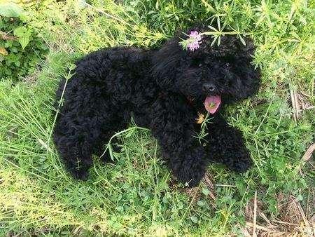 不给狗狗挤肛腺会得皮肤病吗,不给狗挤肛肠腺可以吗