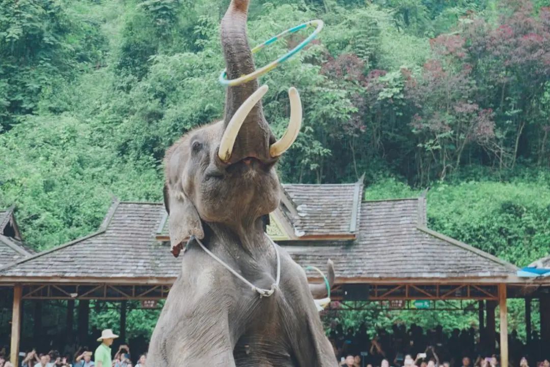 被冠以“素质低”的中国游客,如今成了一些国家最为思念的亲人