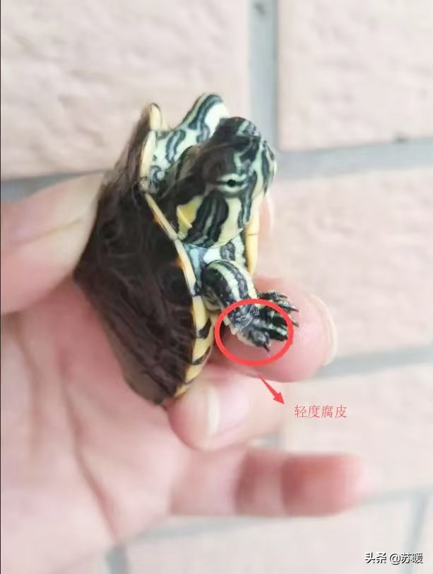 乌龟腐甲腐皮最佳治疗方法,乌龟脱皮和水霉病的区别