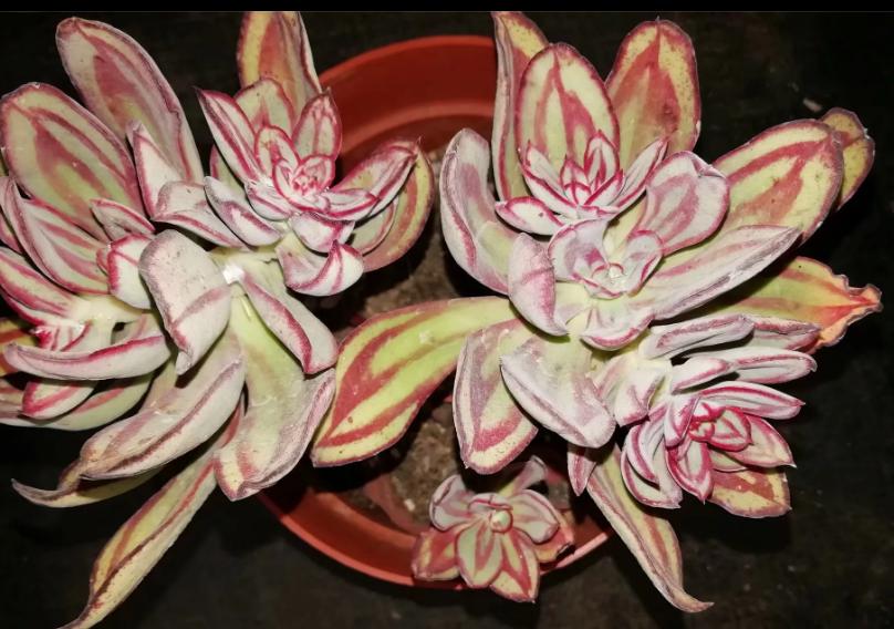 多肉养出状态来有多美?这102种多肉控养上色之后美呆了