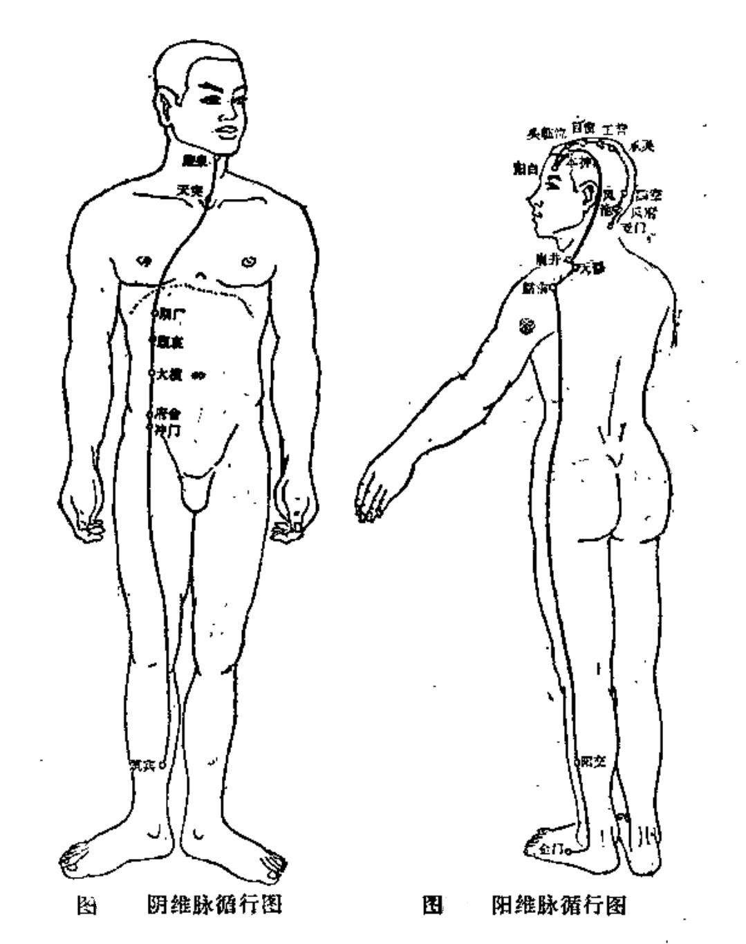 奇经八脉之督脉动态循行干货分享,奇经八脉与十二经脉循行的不同点