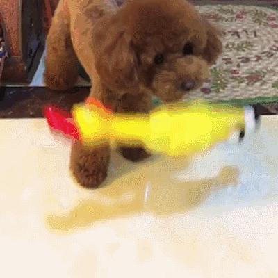 狗狗贪玩贪吃停不下来?专业训犬师教你如何让狗狗“适可而止”