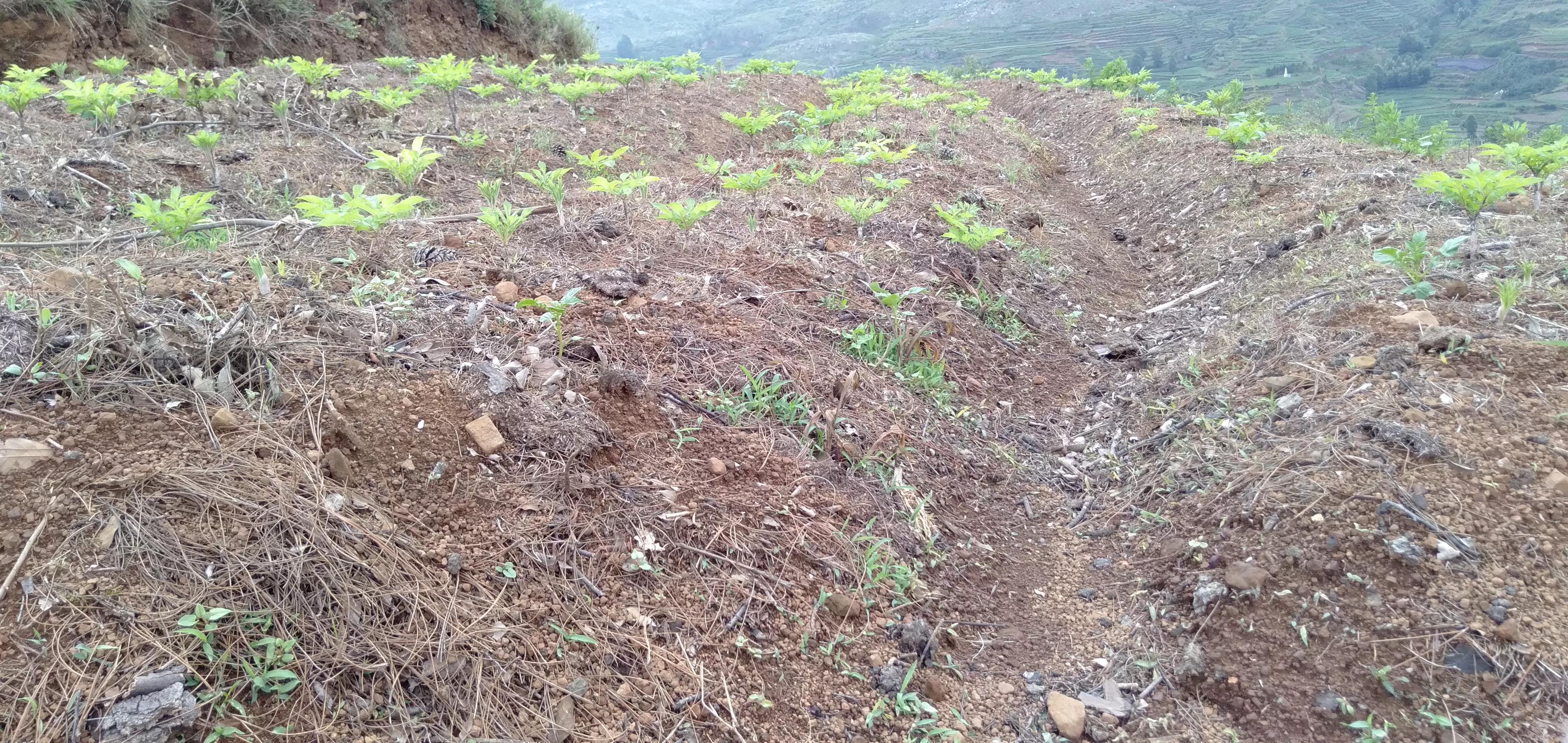 魔芋种植近几年价格变化,魔芋价值低迷种植前景还行吗