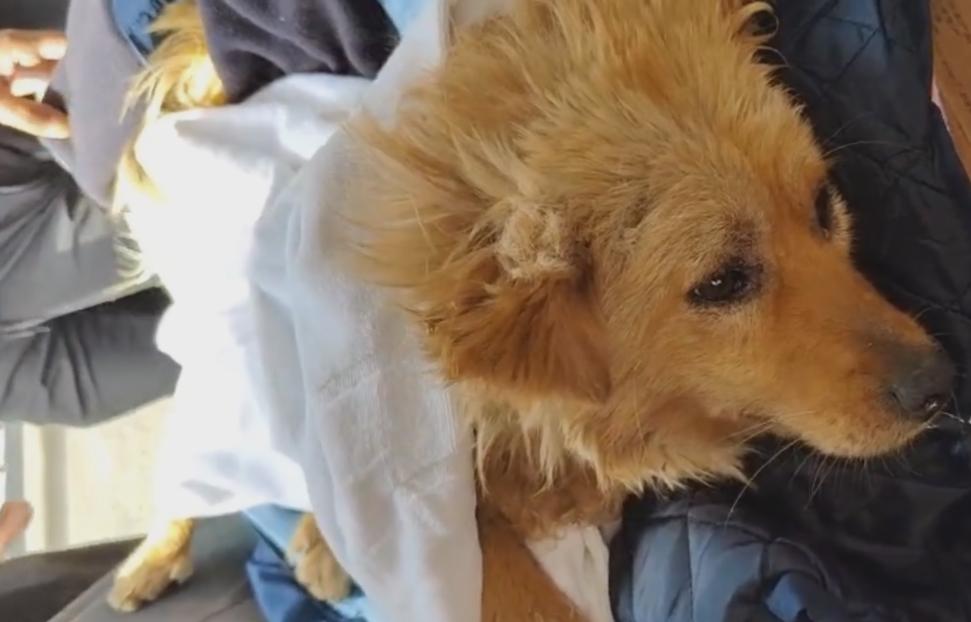 流浪狗被遗弃后瘫在地上不敢动,流浪狗浑身抽搐发现7只流浪狗