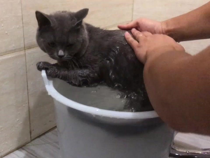 猫咪体外除虫会不会在家里,给猫咪洗澡能杀死跳蚤吗