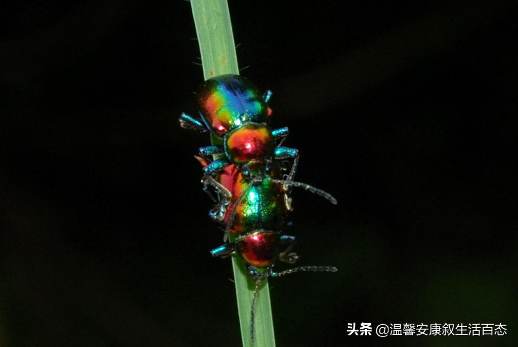 了解各种昆虫的习性,幼儿了解昆虫知识