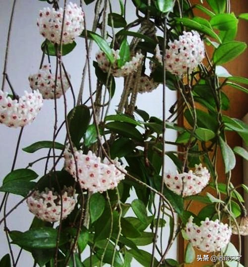 鐞冨叞鍚婂叞瑙嗛鏁欑▼,鐞冨叞鍚婂叞淇壀鍥捐В