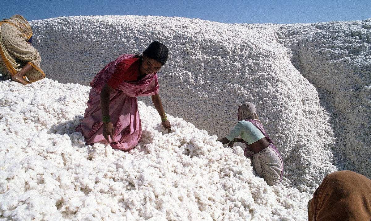 转基因棉花与一般棉花,印度转基因棉花