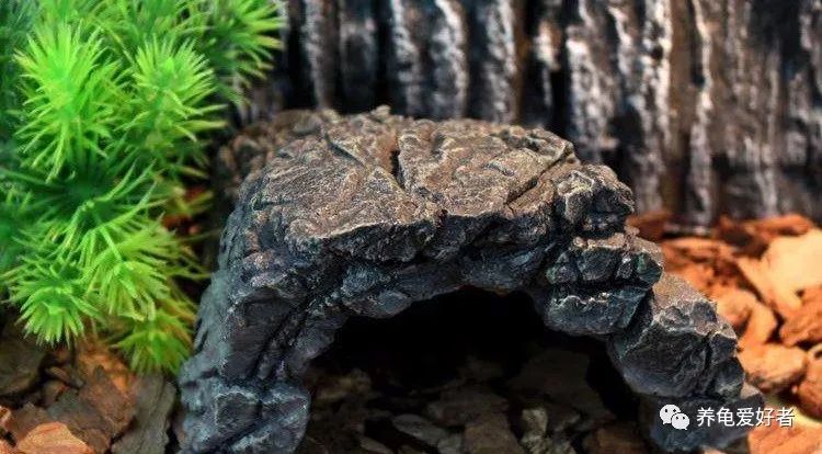 新手养龟要注意的事件,新手养龟最忌讳的东西