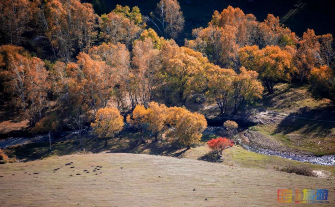 一到秋天,这里就美成了金色天堂!全世界独一份!