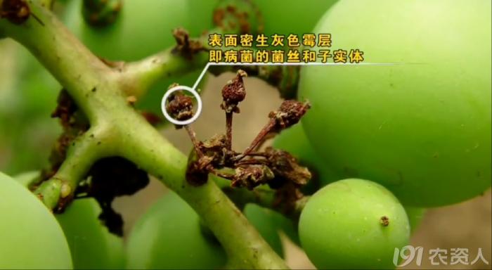 葡萄8月管理,葡萄八月的霜霉防治