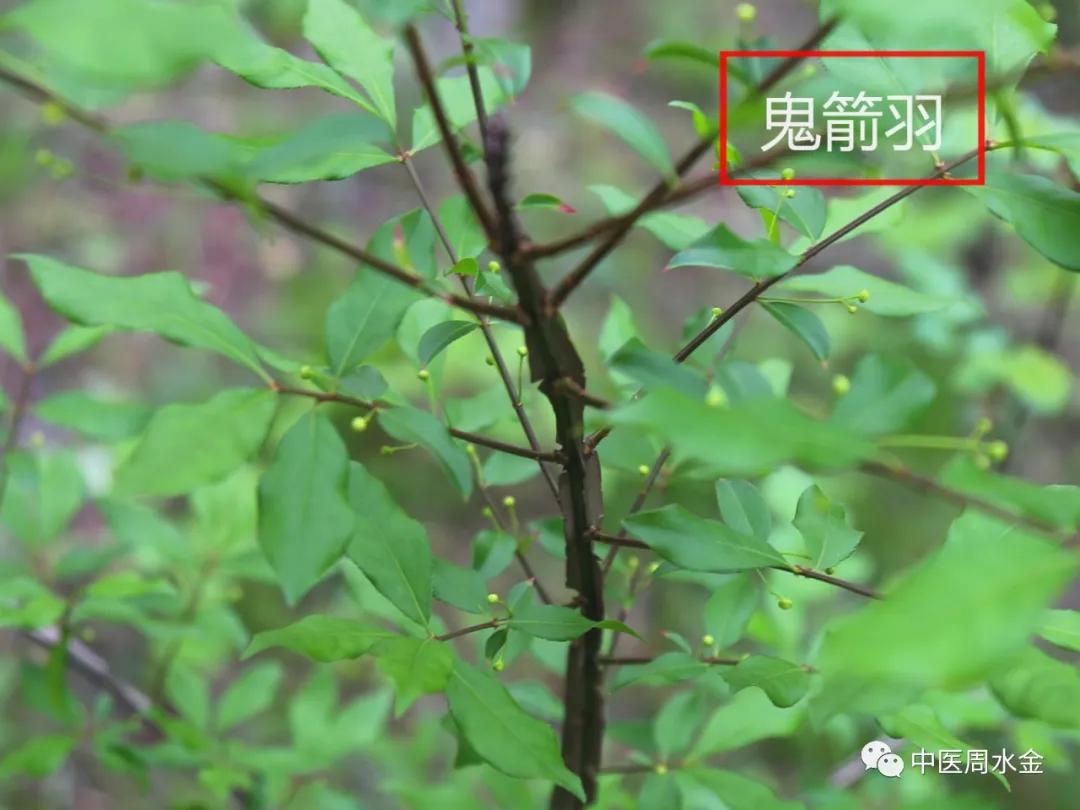 品味本草之美（第一季）