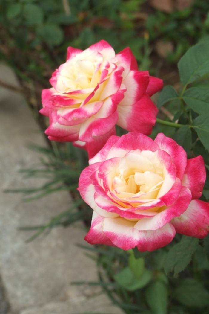 惠惠的红丝绒月季,惠惠月季