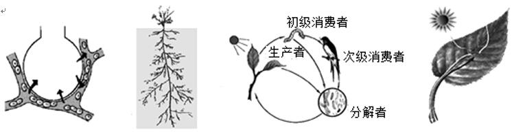 八年级生物中考新突破2024年,生物八年级上册达标测试卷