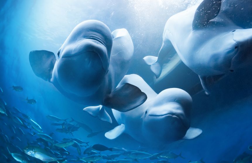 热卖爆款直降1000+，BAT大佬都在抢！双十一最好买的亲子产品是？