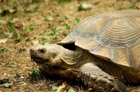 养小乌龟怎么注意温差乌龟不生病,乌龟怎样养才不容易生病